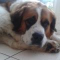 https://fr.holidog.com/ImagesPetSitters/87836B3E-D3E9-4C05-BA3D-1A4B7725F1AE_square_120.jpg L'amoureuse-des-chiens-262480-1
