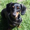https://fr.holidog.com/ImagesPetSitters/87EC7523-9093-44AE-B7BE-224C92DF8A28_square_120.jpg Pet-Sitter-à-Châtel-Guyon-1018064-3