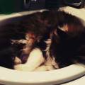 https://fr.holidog.com/ImagesPetSitters/8861F3A1-C01A-4D81-9972-C23D29488610_square_120.jpg Petsitters-en-herbe-605158-2