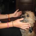 Nos-petits-compagnos-158113-2