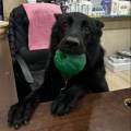 https://fr.holidog.com/ImagesPetSitters/89263774-46F4-4E40-9DF8-04A3128DD340_square_120.jpg 1058765-2