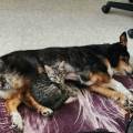 https://fr.holidog.com/ImagesPetSitters/89A5DE2A-B4E7-43E1-A061-0964A510D0FB_square_120.jpg Petsitter-à-mon-domicile--1062538-2