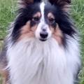 https://fr.holidog.com/ImagesPetSitters/89D0FF8F-EA86-4814-AF4A-EDA4BAC6E087_square_120.jpg Promenades-et-câlins-assurés-!-1091769-1