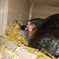 Pettsitter-tout-animal-623214-3