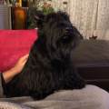 https://fr.holidog.com/ImagesPetSitters/8A19333D-916A-413D-A163-D63DAA6DE28A_square_120.jpg Petsitter-idéale-pour-vos-protégés--435641-1