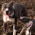 https://fr.holidog.com/ImagesPetSitters/8A410F68-B19D-4396-848C-DF54894E8D39_square_120.jpg doglife-113541-3