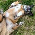 https://fr.holidog.com/ImagesPetSitters/8A65EA4C-C7A3-4C5B-9646-1C6C15273948_square_120.jpg Pet-sitter-de-confiance-1078465-0