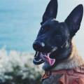 Garde-canine-sportive-&-cool-1077175-2
