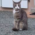cat-et-pet-sitter--424976-1