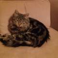 https://fr.holidog.com/ImagesPetSitters/8AF3C5F8-1835-48DC-8987-7B7AEF4BBF7F_square_120.jpg Nounou-pour-chat-379182-0