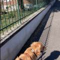 https://fr.holidog.com/ImagesPetSitters/8AF84B00-C4E6-4E8F-98EE-297280BC5A61_square_120.jpg Amoureuse-des-chiens-et-balades-1115194-2