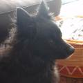 https://fr.holidog.com/ImagesPetSitters/8B12AA5E-E6FB-40D2-990A-211A06CE5F79_square_120.jpg Chez-Valy--364857-2