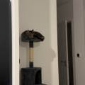 Le-paradis-des-chats-1189712-1