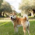 https://fr.holidog.com/ImagesPetSitters/8BEAF228-E003-404A-AEEF-362C7A03E5BF_square_120.jpg Petsitting-doux-et-attentionné-1114186-1