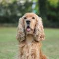 https://fr.holidog.com/ImagesPetSitters/8C0DF10C-B890-4B6D-A6F2-2A092932E141_square_120.jpg Pour-vos-petits-animaux-311521-1