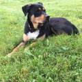 Les-vacances-pour-chats-82894-1