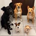 https://fr.holidog.com/ImagesPetSitters/8C74A540-244F-4F44-B34E-9DF00B1611E4_square_120.jpg Petsitter-Pontarlier-et-alentours--998093-2
