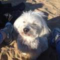 https://fr.holidog.com/ImagesPetSitters/8C7732A3-7F94-4B9B-B543-6F2AB0898EBA_square_120.jpg De-la-main-Ă -la-patte--392118-0