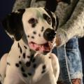 https://fr.holidog.com/ImagesPetSitters/8C8C63E2-BFA0-42AE-B623-C5B63B3A96FF_square_120.jpg La-meilleure-copine-des-animaux!-170693-1