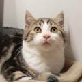 PetSitter-Expérimentée-777212-3