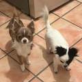https://fr.holidog.com/ImagesPetSitters/8D764FE1-7EF8-413D-B229-9656BFEDF13B_square_120.jpg Educatrice-canine-pleine-d'amour--470154-2