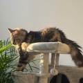 Garde-et-balades-d’animaux-🐶🐱-1148600-1