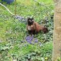 https://fr.holidog.com/ImagesPetSitters/8DAE063F-DDE7-4522-B5B5-A1E8578E3332_square_120.jpg Chiens,-chats,-chevaux-en-confiance-1058130-1