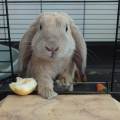 Garde-d’animaux-de-confiance-1087963-1