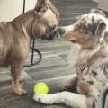 Garde-d’animaux-chez-alvina--965898-3