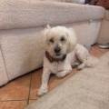 https://fr.holidog.com/ImagesPetSitters/8E552265-3919-4F39-BD83-1A891B7C3E5D_square_120.jpg Petsitter-Confirmée-1191150-1