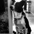https://fr.holidog.com/ImagesPetSitters/8EC62F66-349C-4BD9-8ABD-C2E78F2E4EA9_square_120.jpg 698319-3