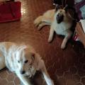 https://fr.holidog.com/ImagesPetSitters/8F34AA2B-2D47-4E1F-8129-EEAC555ED4A2_square_120.jpg L’amoureuse-des-Animaux--1078454-1