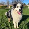 Justine|Petsitter-920210-2