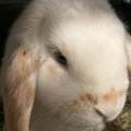 https://fr.holidog.com/ImagesPetSitters/8F9F1254-362A-4D5B-93D4-4EF861BF9A40_square_120.jpg Animaux-heureux,-maîtres-joyeux-🐾-1128800-2