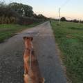 https://fr.holidog.com/ImagesPetSitters/8FC14145-4886-49E4-BFAD-BFA777AB87E4_square_120.jpg Pet-sitting-sur-le-Perray-cet-été--960561-1
