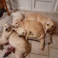 https://fr.holidog.com/ImagesPetSitters/90080B63-0855-465F-92B3-F9EF2226995C_square_120.jpg La-maison-canine-562333-2