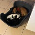 🌳-PetSitter-passionnée--1111333-1