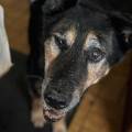 https://fr.holidog.com/ImagesPetSitters/90A6573D-2FDB-4B2A-9FA0-EEB6A4F48855_square_120.jpg 1063139-3