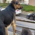 Le-mini-zoo-602899-1