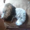 https://fr.holidog.com/ImagesPetSitters/9105FA14-1377-41A2-B859-F124F0FF71E3_square_120.jpg Petsitter-pour-chiens-et-chats!-389803-1
