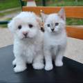 https://fr.holidog.com/ImagesPetSitters/910DB5DD-0C4E-408C-A90B-312106186F5C_square_120.jpg LES-ANIMAUX-413049-0