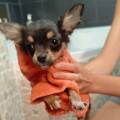 https://fr.holidog.com/ImagesPetSitters/912608E3-98D1-44CD-8300-04114EB0AE43_square_120.jpg Vos-animaux-entre-de-bonnes-mains-1191147-3