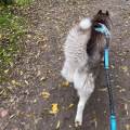 promenades-et-gardes-1113748-0