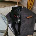 Amoureuse-des-animaux-1152838-2