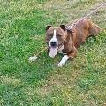 https://fr.holidog.com/ImagesPetSitters/91A6D200-1E59-4976-A995-9B0DA77AE6B9_square_120.jpg Rudy-amoureux-des-animaux-☺️-1054754-2