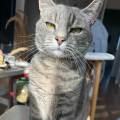 Pet-sitter-pro-/-Acaced--1150008-0