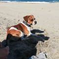 Le-bonheur-des-chiens--463762-1