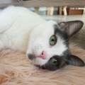 https://fr.holidog.com/ImagesPetSitters/925072B4-EDEC-4A2B-8A48-D2D32C82F237_square_120.jpg Let's-pet-!-13557-2