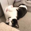 Une-pet-sitter-d'amour-780780-2