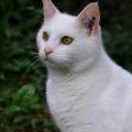 Bienveillance-pour-vos-compagnons-1148962-1